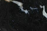 Polished Pocket Rot Petrified Wood Slab - Texas #166463-1